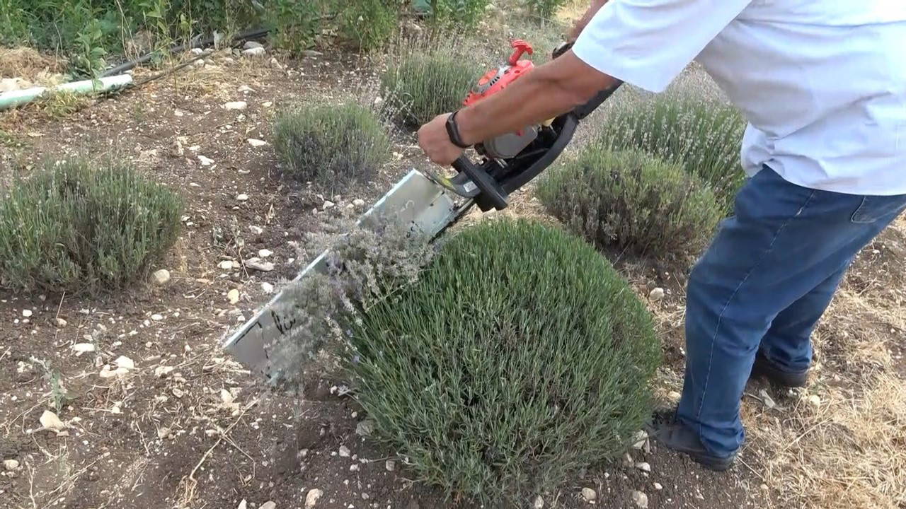 Kuyucak'ta 'mor altın' hasadı başladı: Ruslar ve uzak doğulular akın ediyor