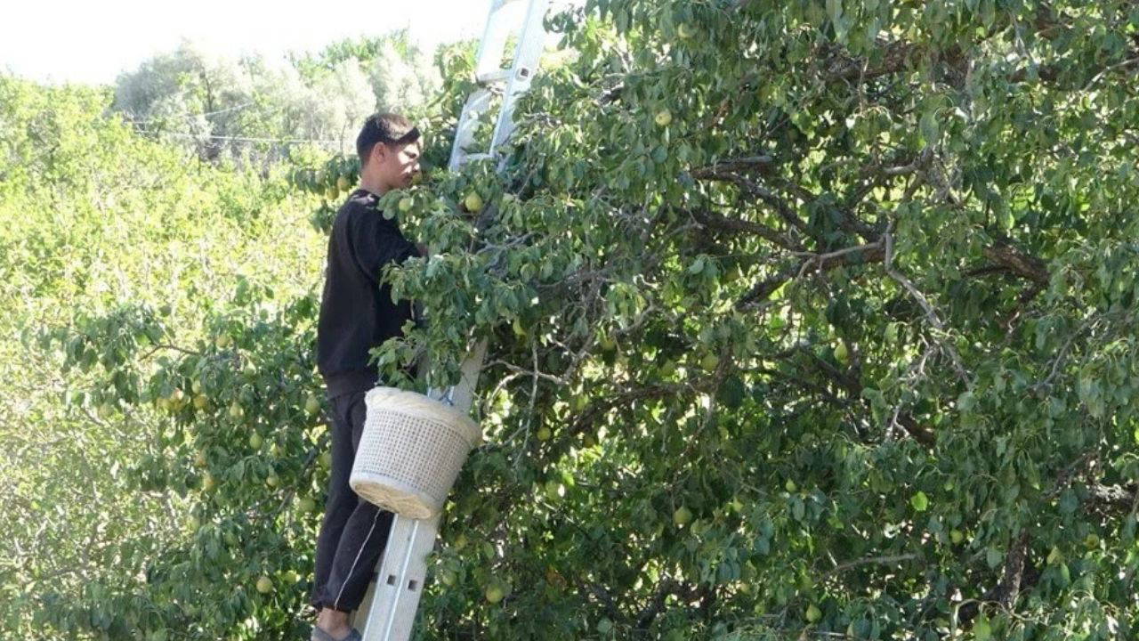 Geçen yıl don vurmuştu, bu yıl bereket fışkırıyor
