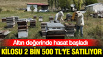 Kilosu 2 bin 500 TL'ye satılıyor: Altın değerinde hasat başladı