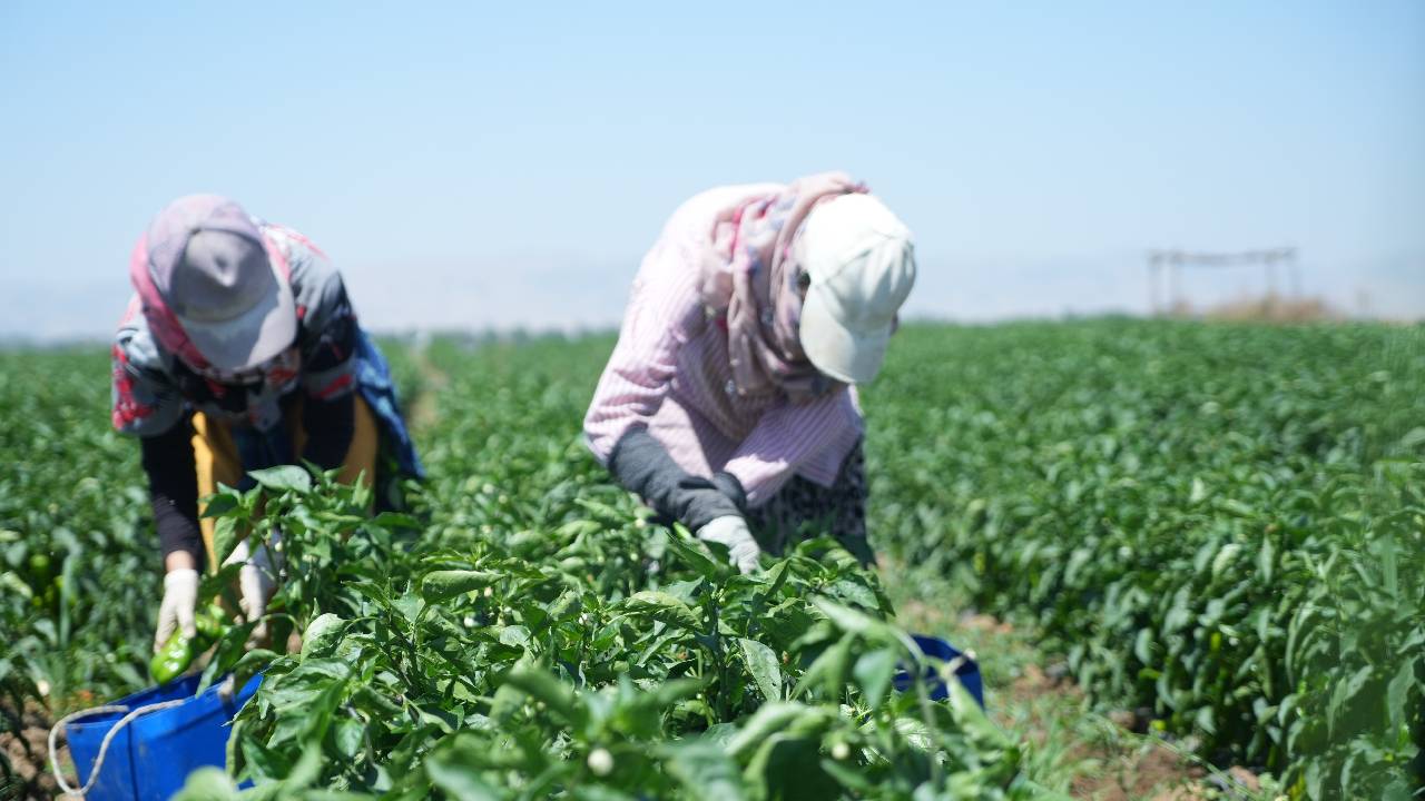 Bilecik'te coğrafi işaretli lezzette hasat başladı