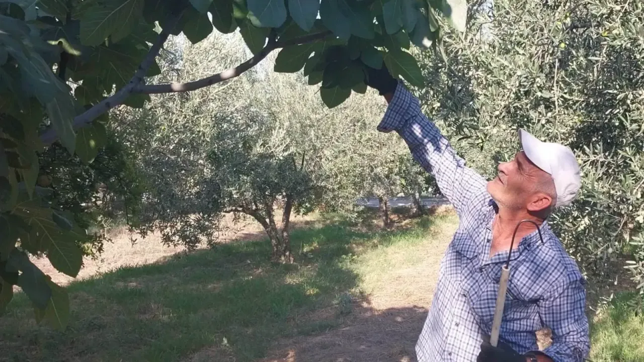 Dalı Boş Kaldı, Fiyatı da Düştü!