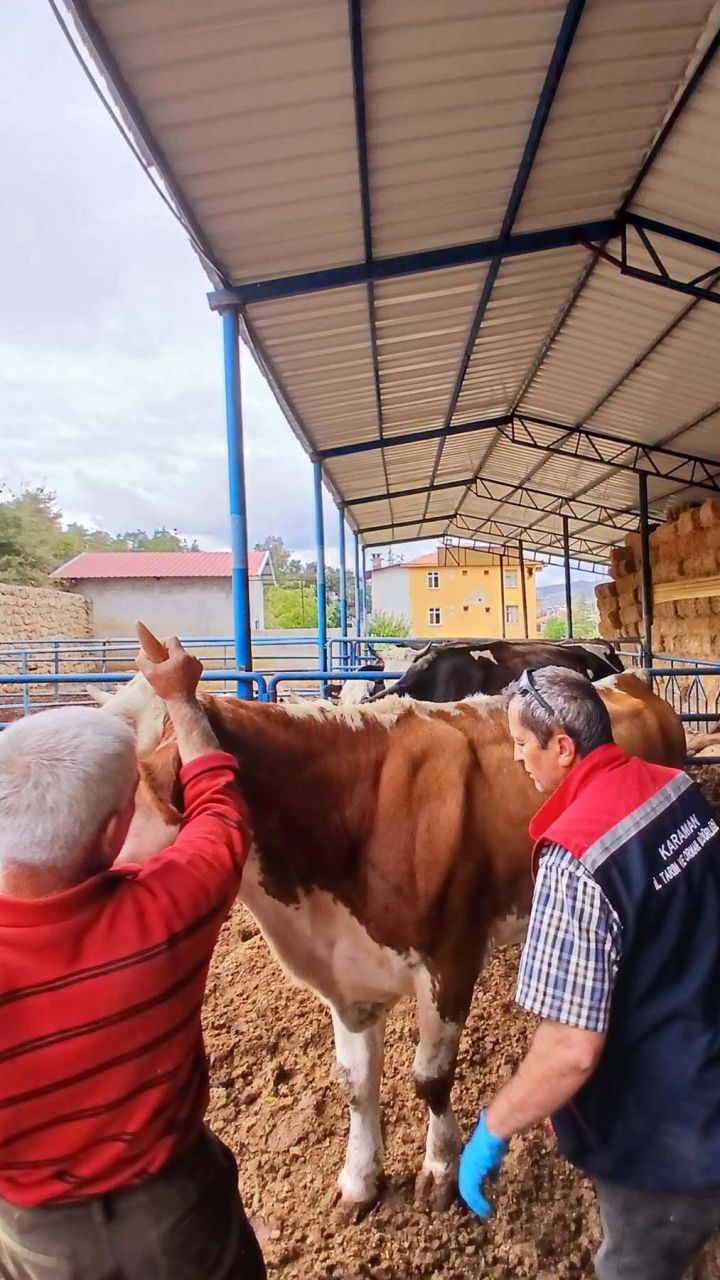 Sarıveliler'de Sağlıklı Sürü, Güvenli Üretim