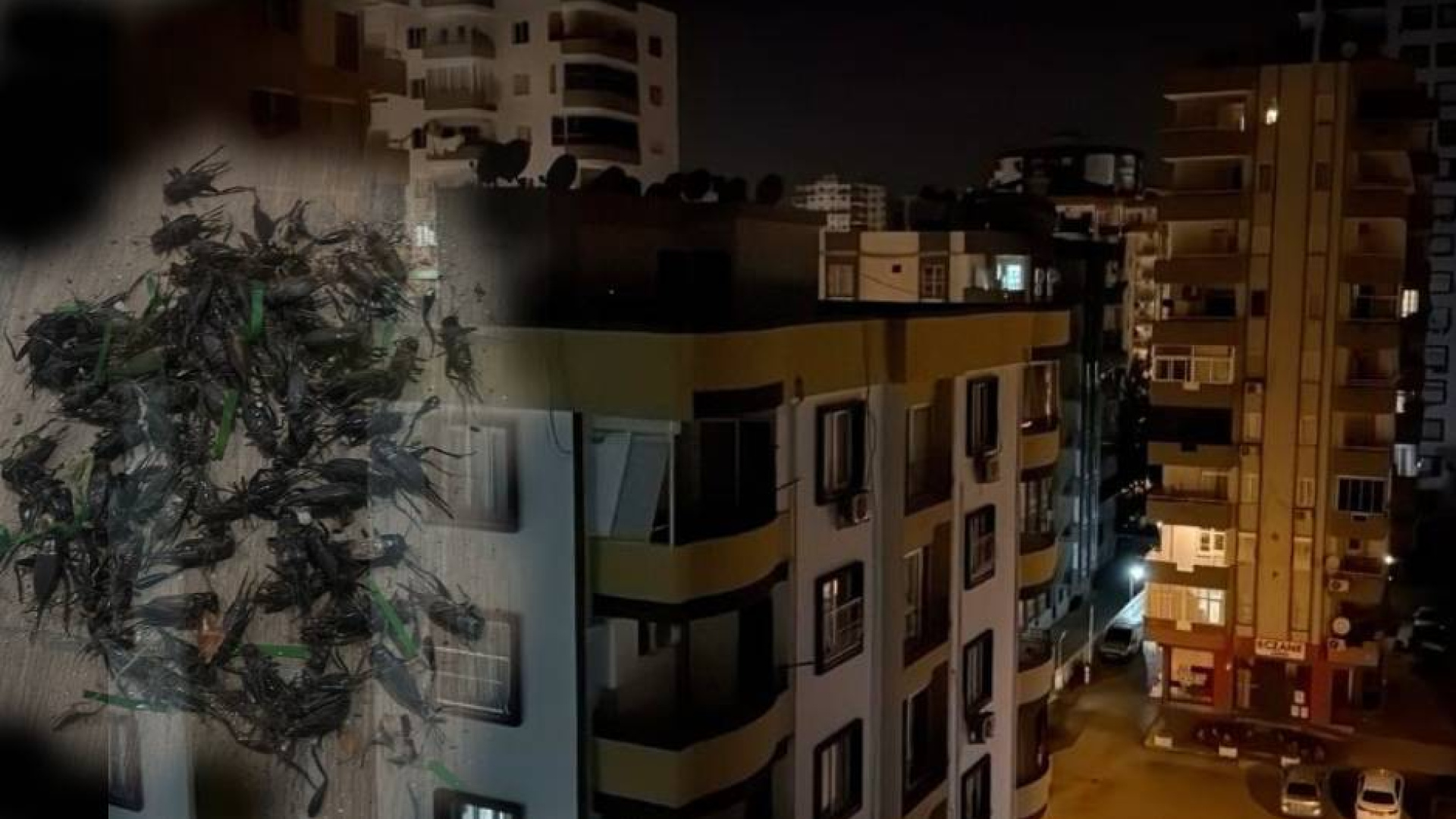 Sesleri Adanalıların gece kâbusu oldu