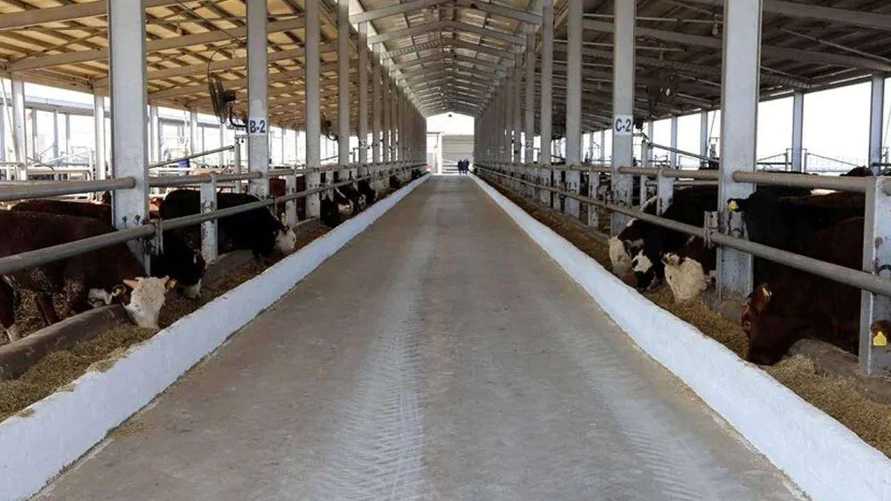 Kars'ın 2 ilçesinde şap alarmı: Pazar kapatıldı