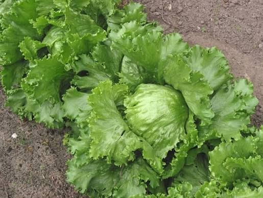 Derin dondurucuya koyulmaması gereken dört sebze!