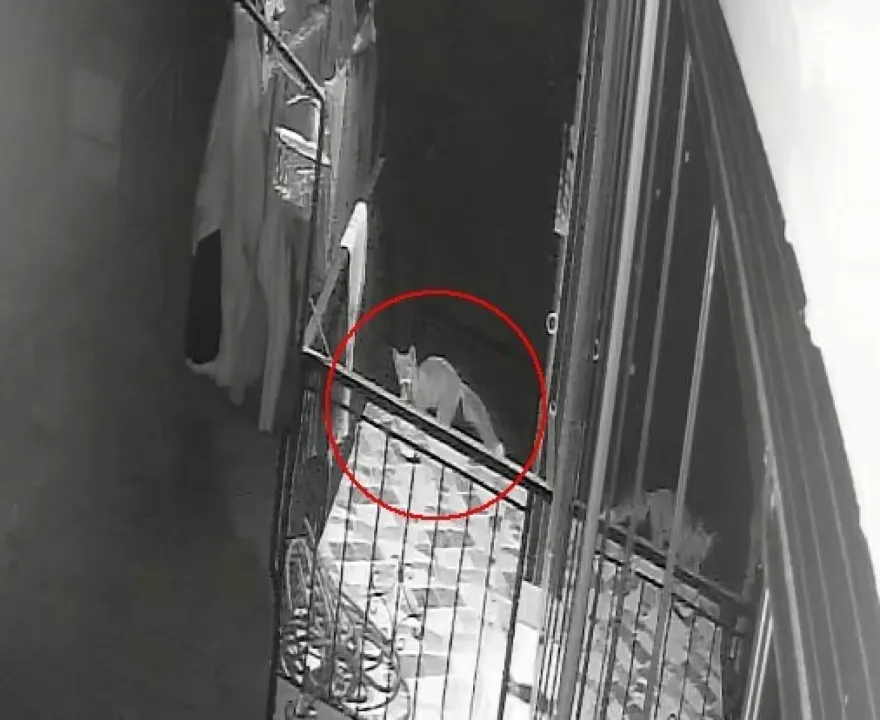 Kedi, köpek sandığı terlik hırsızı tilki çıktı