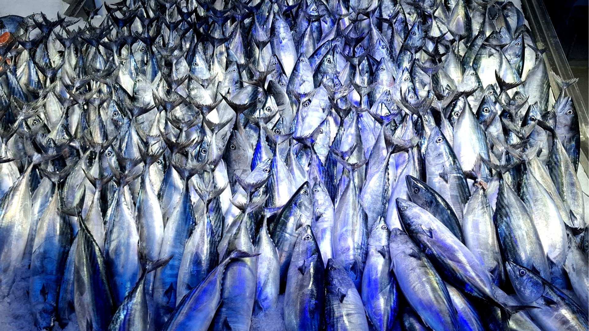 "Palamutu tutalım ama az tutalım"
