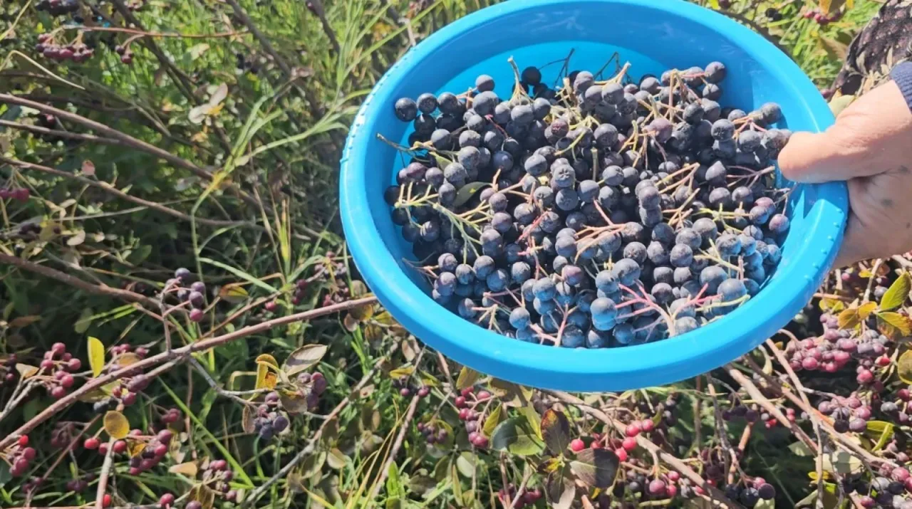Alternatif ürün aronyalar tek tek toplanıyor