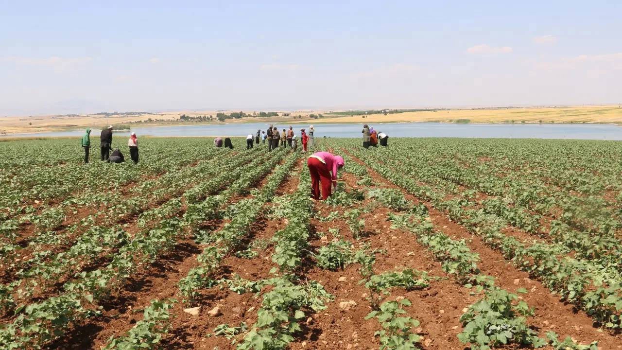 Tarımda üretici fiyatlarında gerileme: Yıllık ve aylık artışta son durum?
