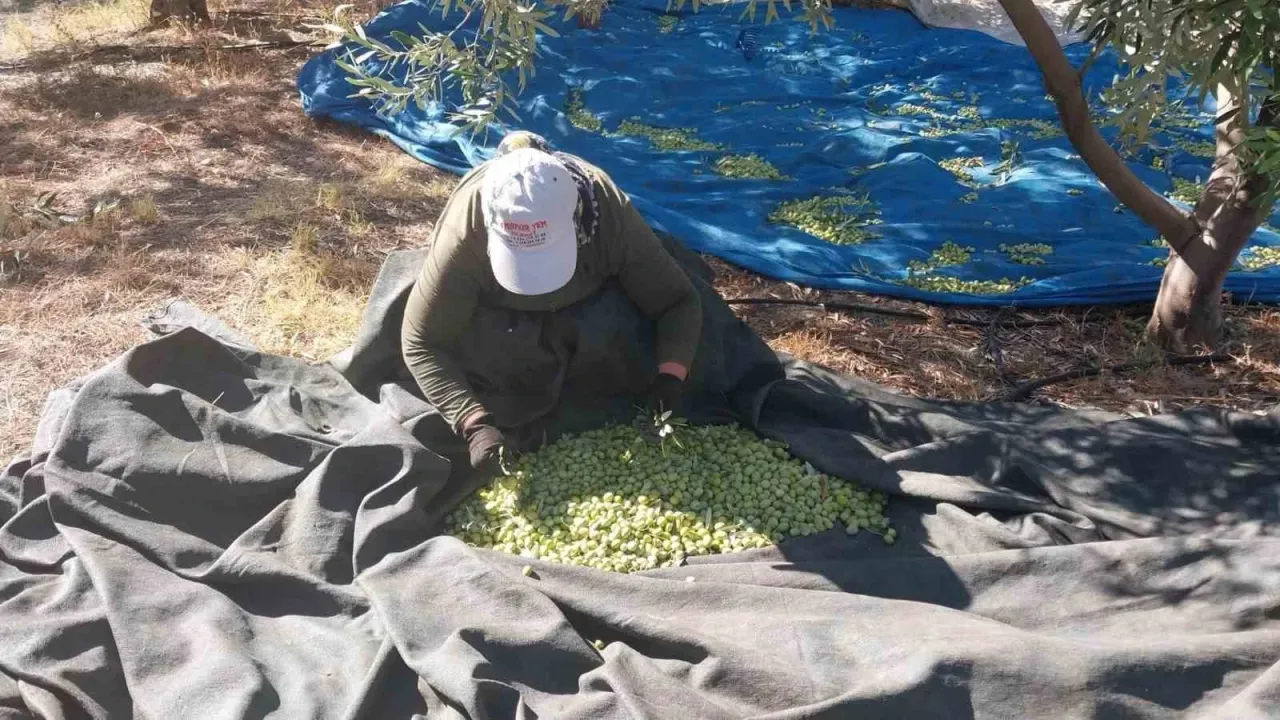 Zeytin hasadı başladı: Fiyatlar belli oldu