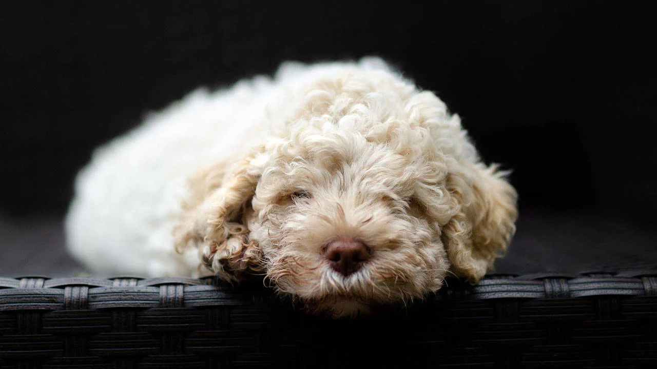 Almanya'da köpek sahipleri 429,7 milyon euro vergi ödedi