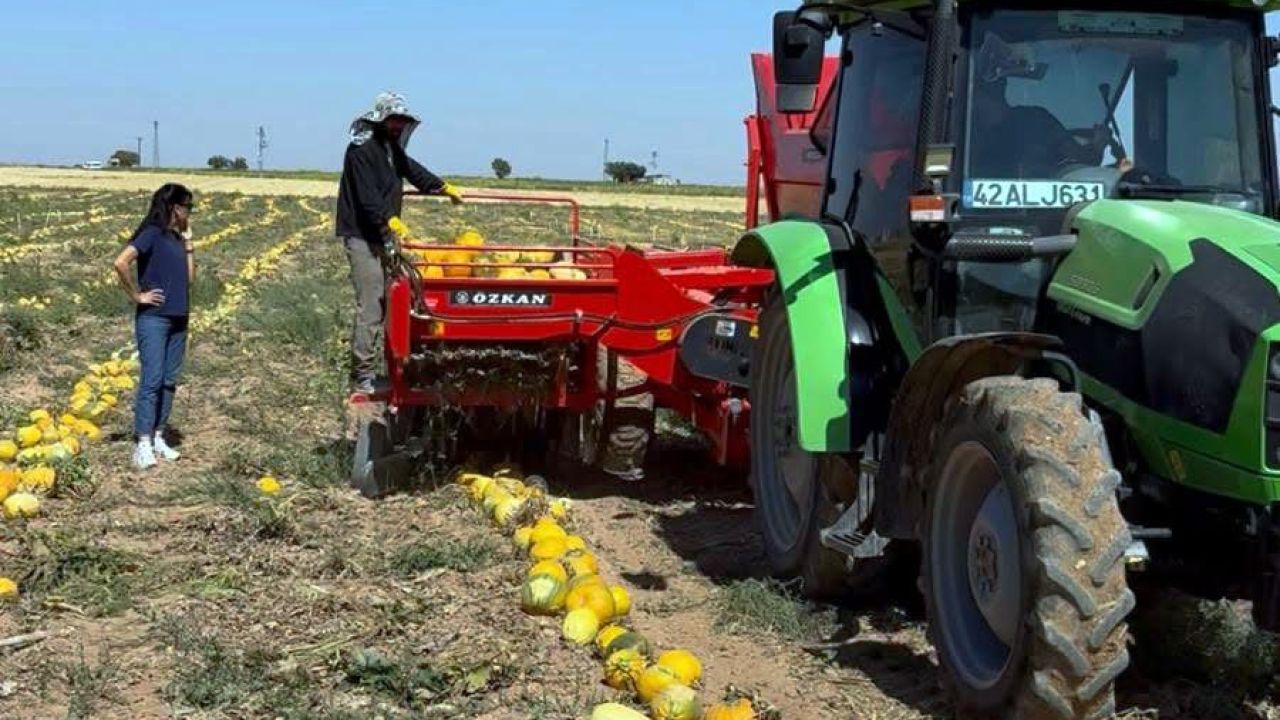 Kazımkarabekir’in Tescilli Lezzetinde Hasat Zamanı