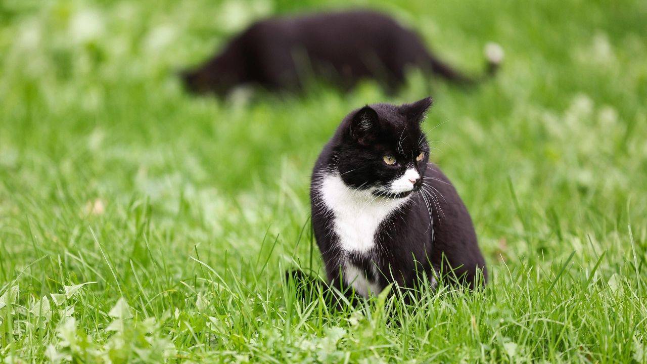Siz niye kedi sevmiyorsunuz?