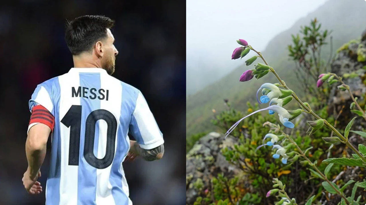 Lionel Messi’nin adı yeni keşfedilen bitki türüne verildi: Salvia messii