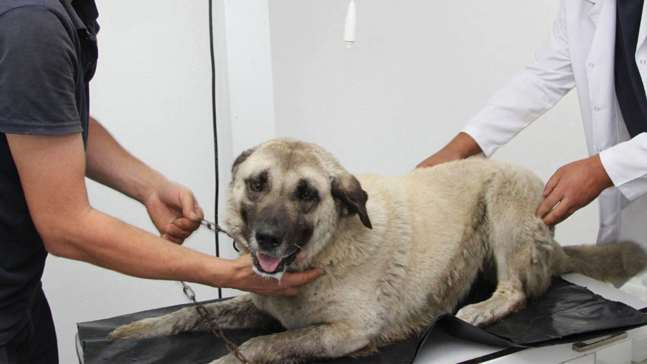 Giresun’da köpeği ezen sürücü gözaltına alındı