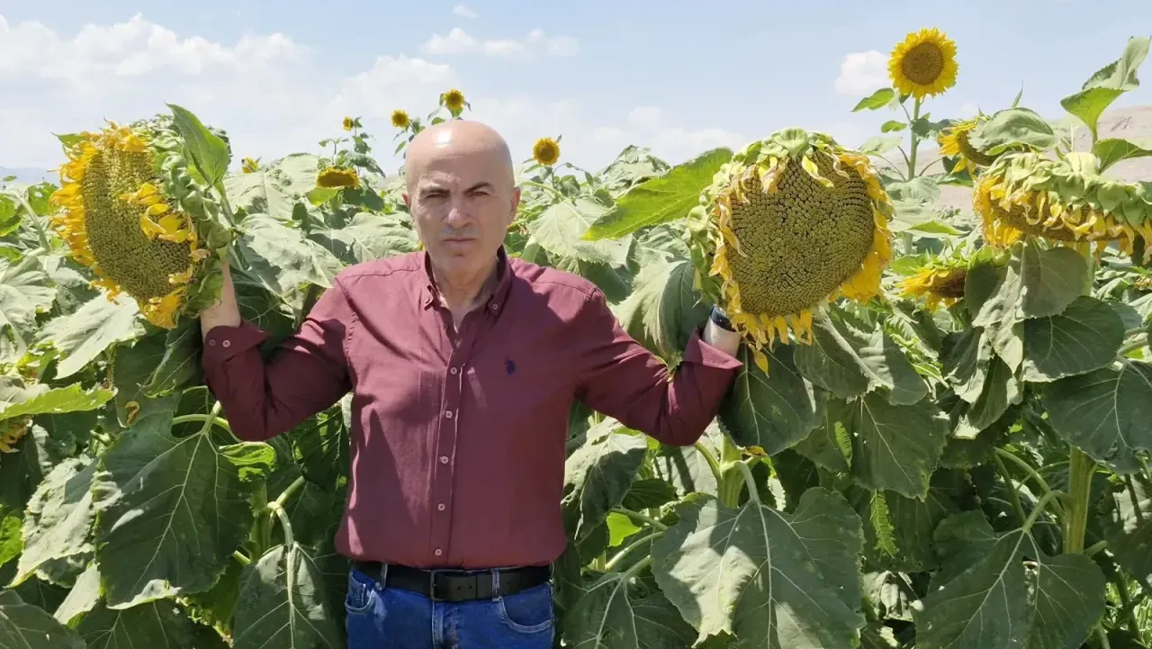 Karaman’da Çerezlik Ayçiçeğinde Rekolte Umudu Arttı