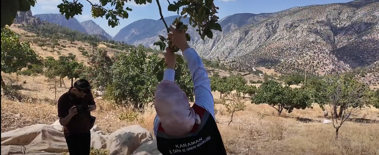Karaman’da Antep Fıstığı Hasadı Heyecanı