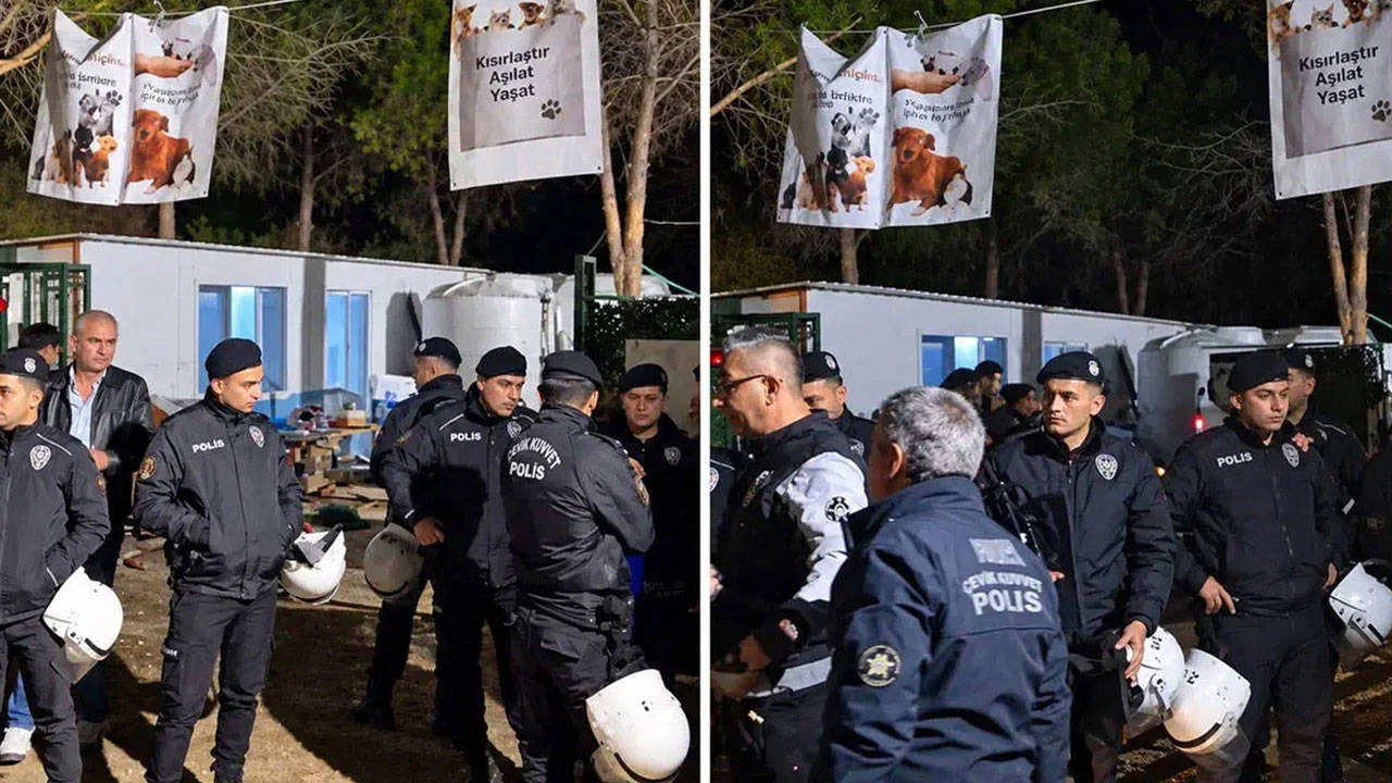 Ege Üniversitesi'nde 160 köpek gece yarısı toplatıldı: Yaşam savunucularından eylem çağrısı