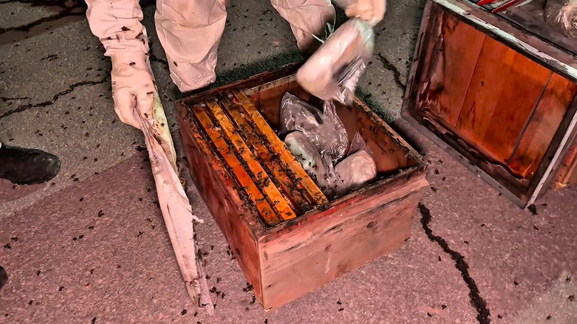 Peteklerin arasında uyuşturucu bulundu