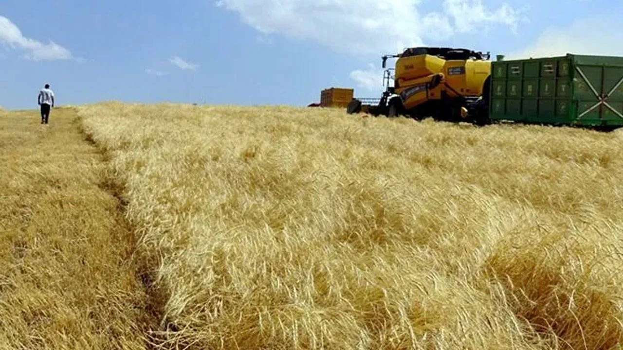 Buğday üreticisi maliyet kıskacında: “Çiftçi ne yapacak?”