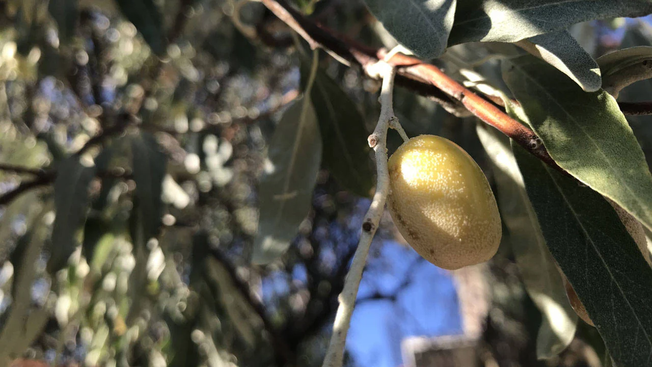 40 yıllık zeytin şirketi iflasın eşiğinde: 1 yıl mühlet verildi