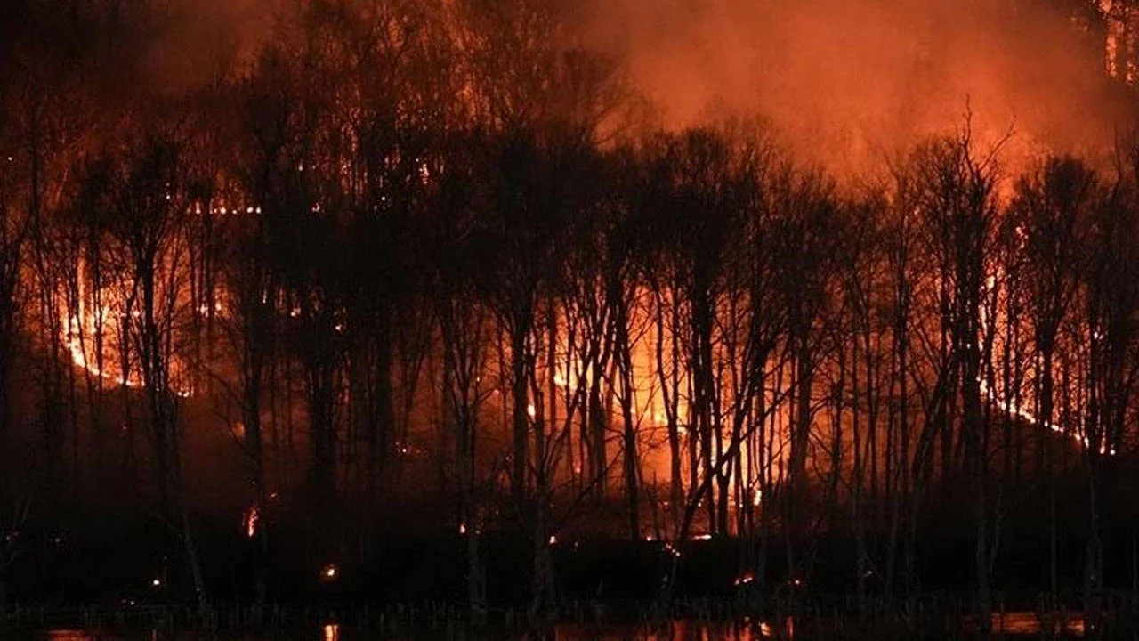 Sırbistan'da 45 ayrı noktada orman yangını: Müdahaleler sürüyor