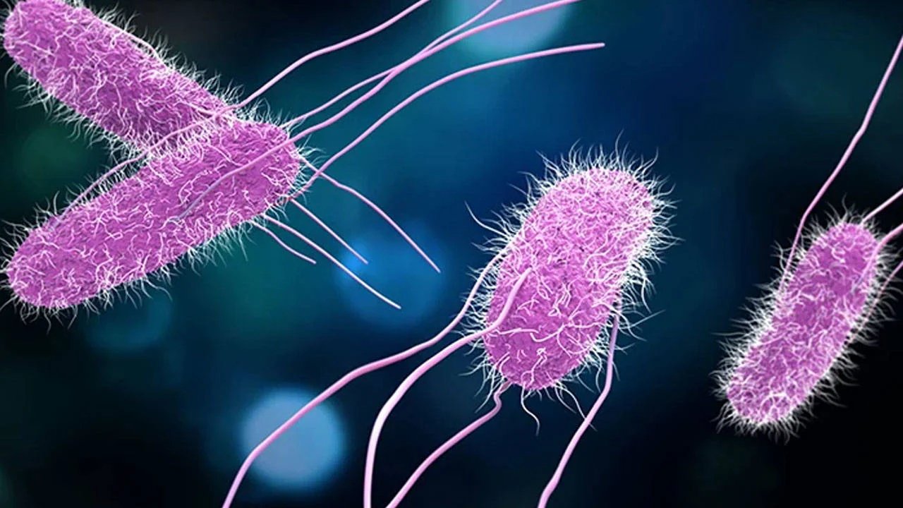 İngiltere'de salmonella salgını: 207 kişi hastalandı, 1 kişi öldü
