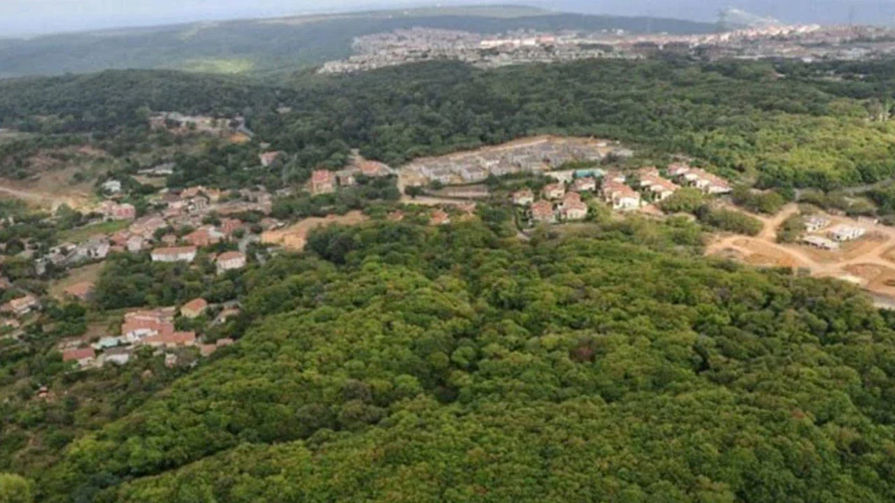 Kuzey Ormanları’na bir hançer daha: 24 bin ağaç kesilecek
