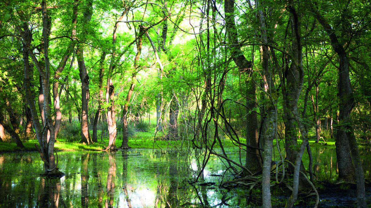 Draft ‘death warrant’ for the forests