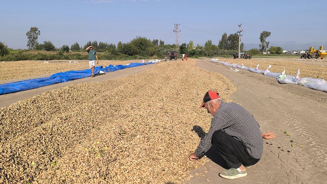 Yer fıstığı üreticileri fiyatlara isyan etti: Çiftçi iflas etmiş durumda