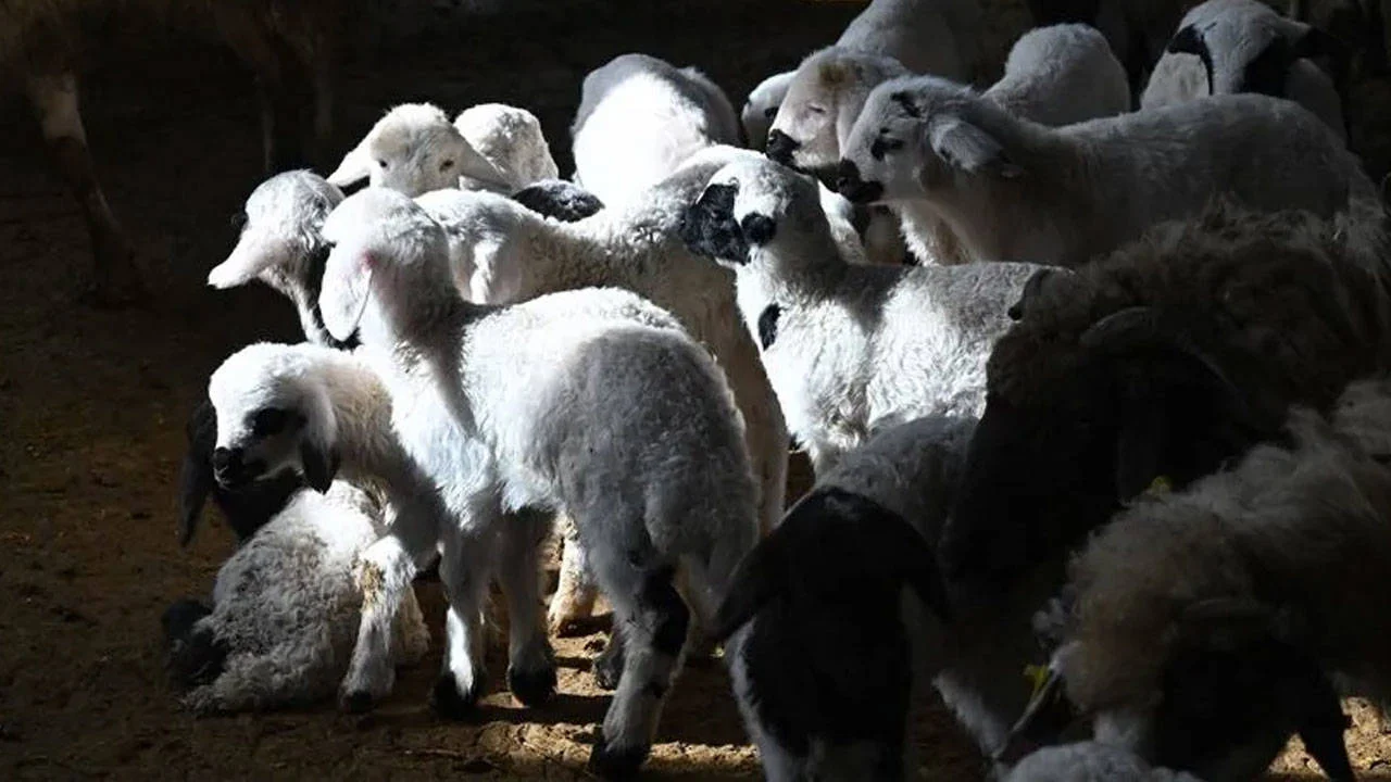 Sayıştay’dan hayvancılık kayıtlarında kritik tespitler
