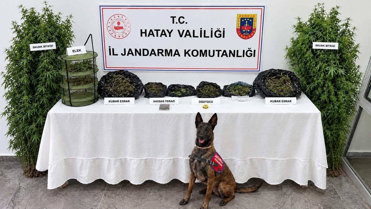 Hatay'da jandarma operasyonunda 2 bin 170 gram esrar bulundu, 1 kişi gözaltına alındı
