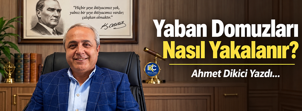 Yaban Domuzları Nasıl Yakalanır?