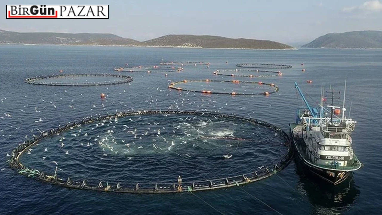 Deniz Kimin? Karadeniz’de kafes balıkçılığı ve geçim mücadelesi