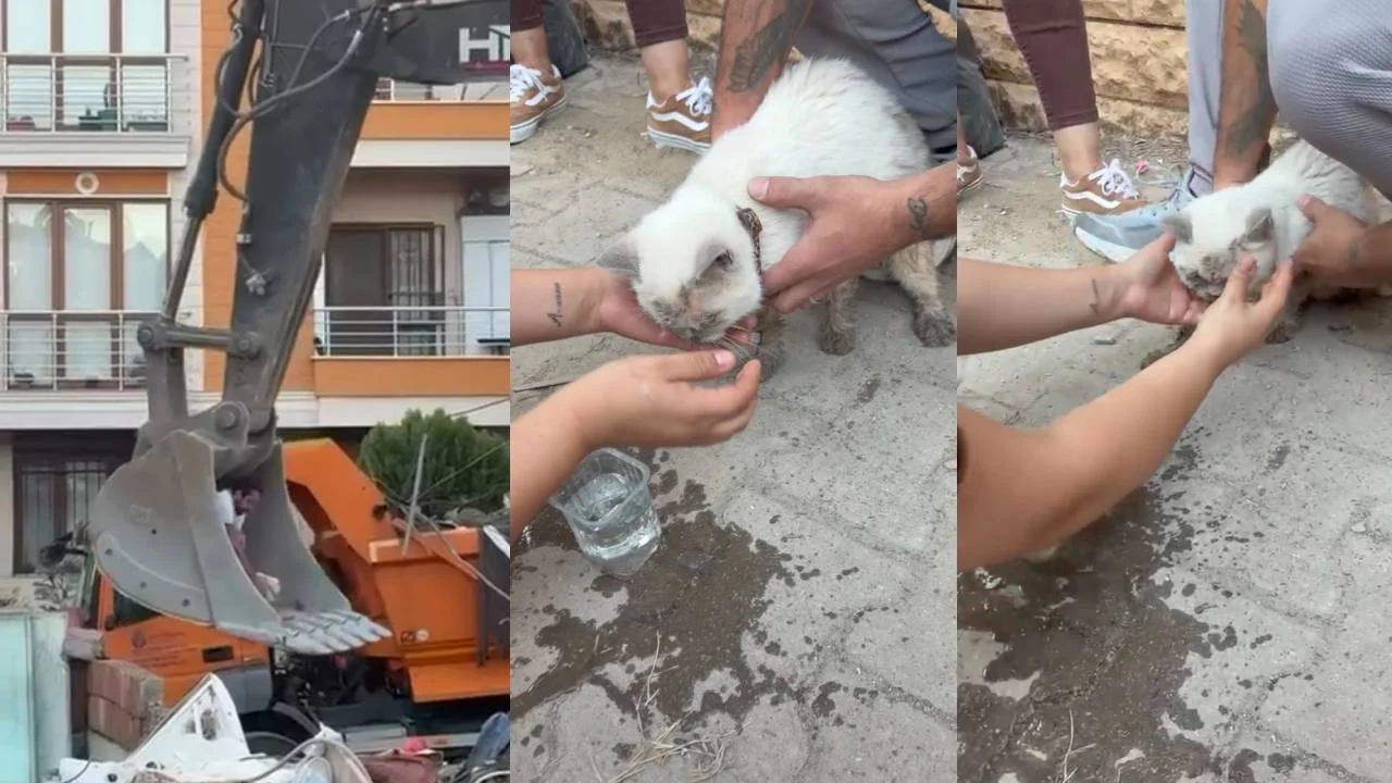 Maltepe’de bina çökmüştü: Enkaz altında kalan kedi saatler sonra canlı çıkarıldı