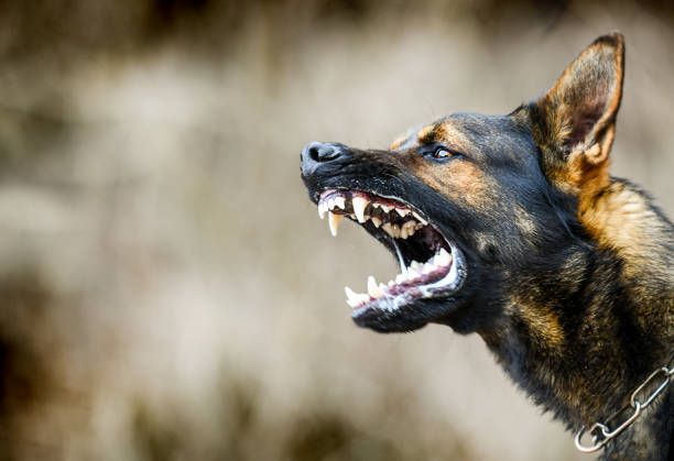 Köpek Saldırısına 637 Bin Lira Tazminat