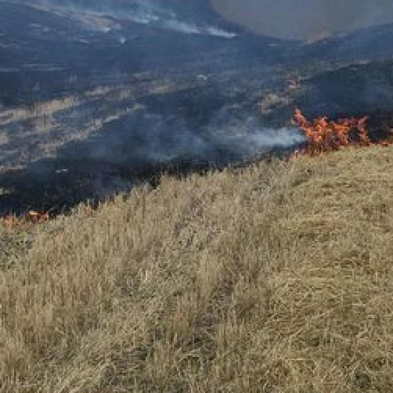 Çorum'da anız yangınında 2 bin dekar zarar gördü