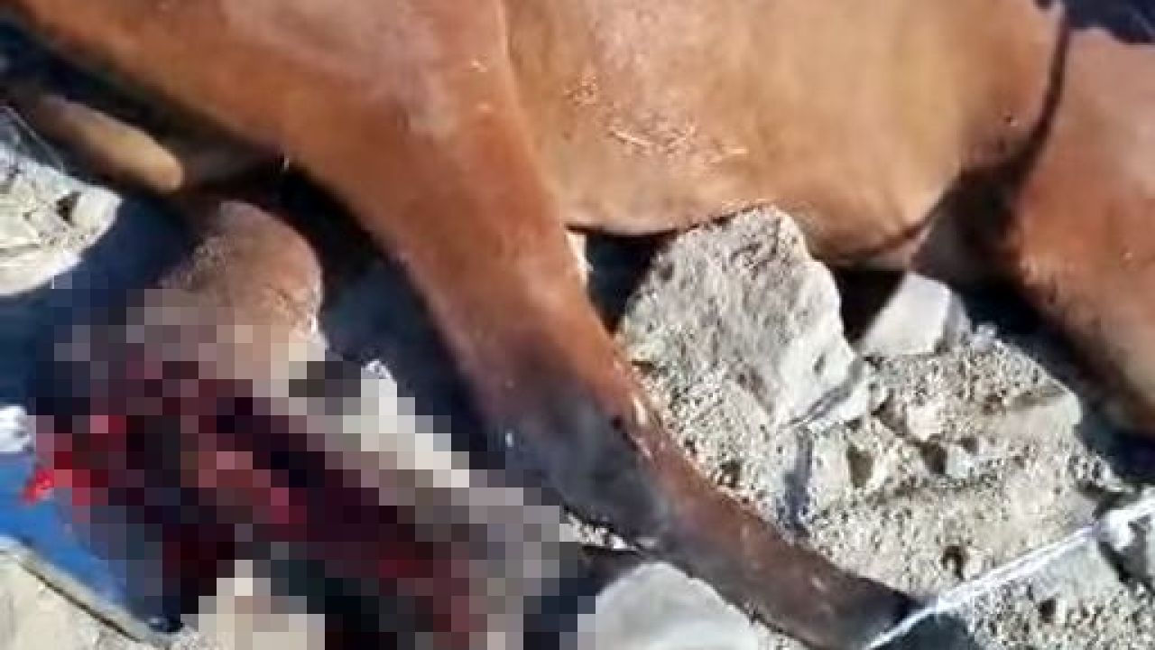 Karadağ’da Yaralı Yılkı Atı İçin Seferber Oldular