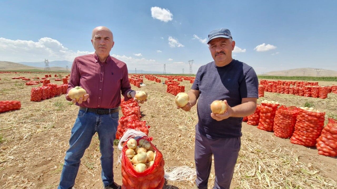 Karaman’da yazlık soğan üreticisinin yüzünü güldürüyor