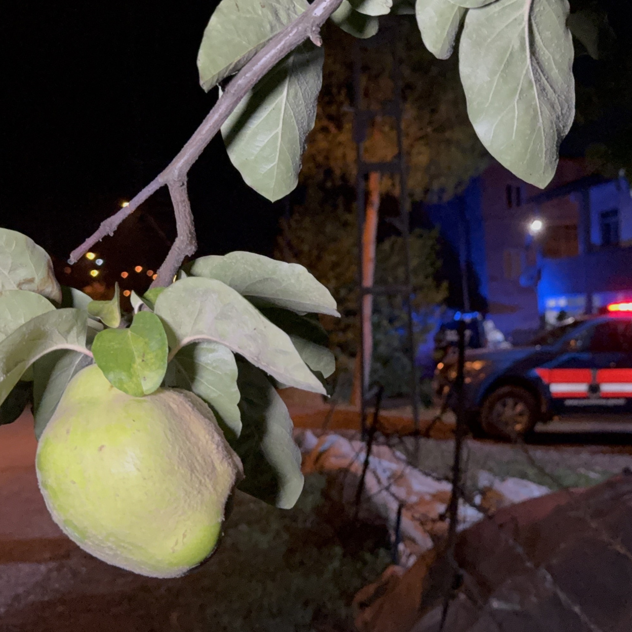 Ayva dalı cinayeti!
