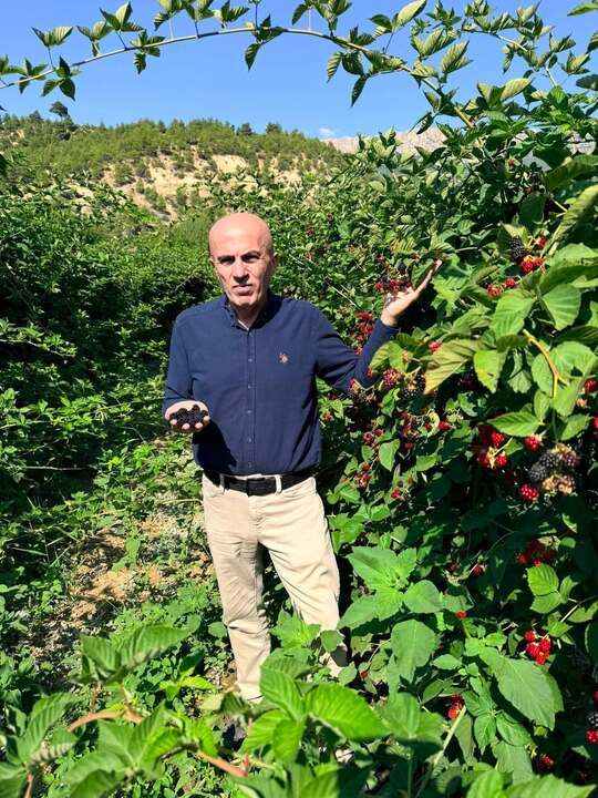 Böğürtlen Üretiminde Yeni Dönem