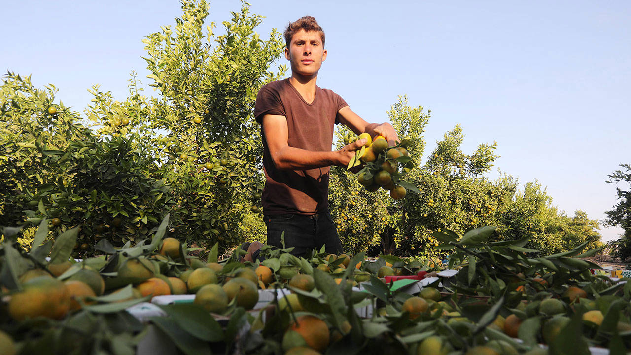 Narenciye dalında 5, markette 45 lira