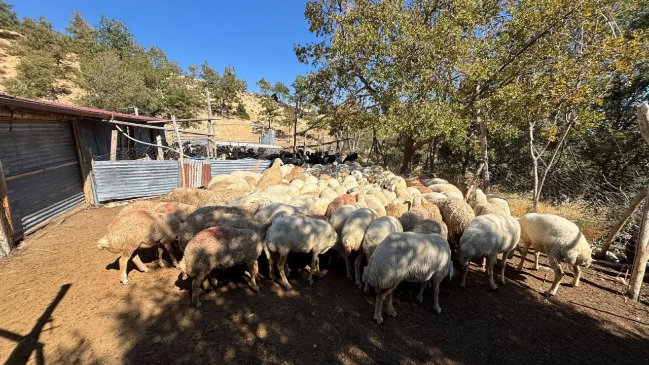 Başyayla’da Küçükbaş Hayvan Dağıtımı Gerçekleşti