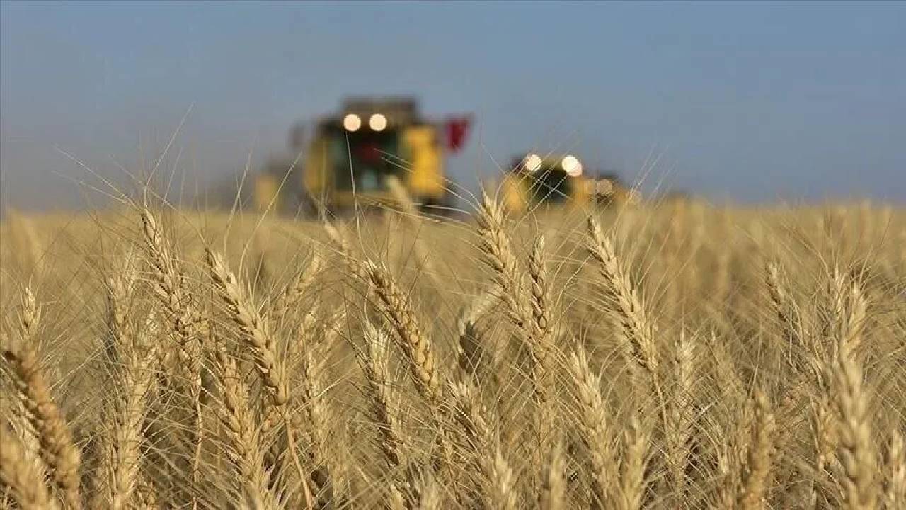 Toprak Mahsulleri Ofisi'nden karar: 5,5 milyon ton buğday arz edilecek