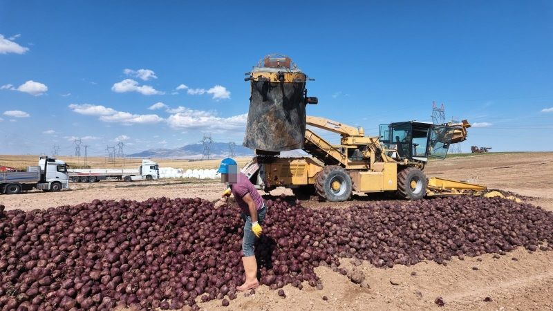 Karaman'da Hükümlüler Üretti, 600 Ton Ürün Bekleniyor