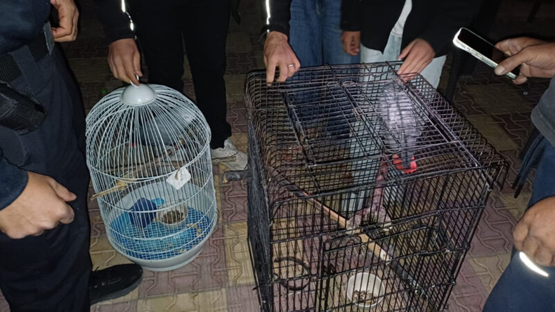 Belgesiz papağan satışına 30 bin TL ceza