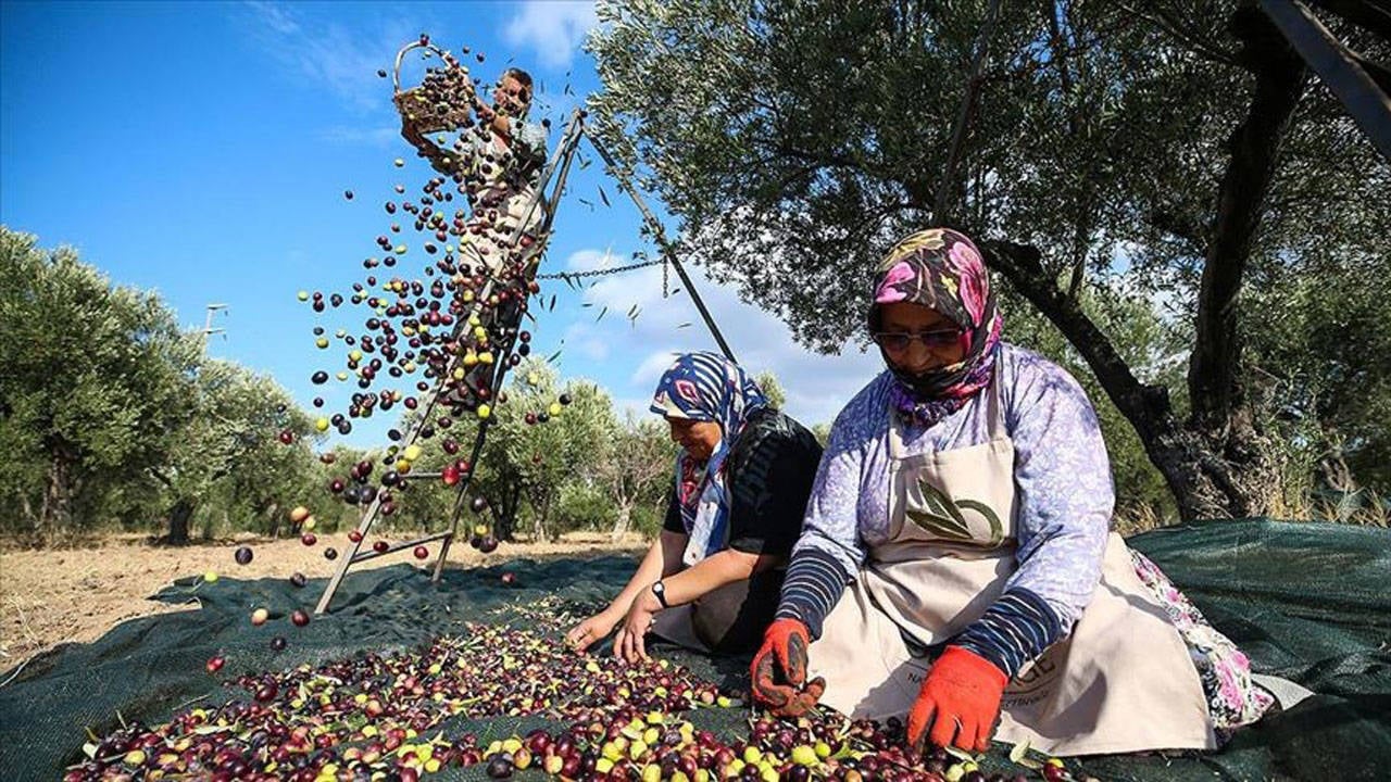Zeytinde maliyet çıkmazı: Astarı yüzünü geçti