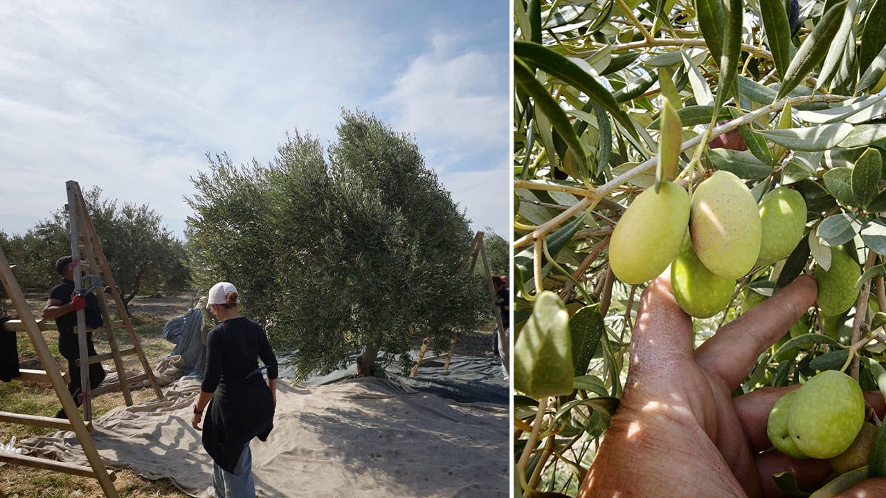 Akhisarlı üretici zeytin hasadını durdurdu