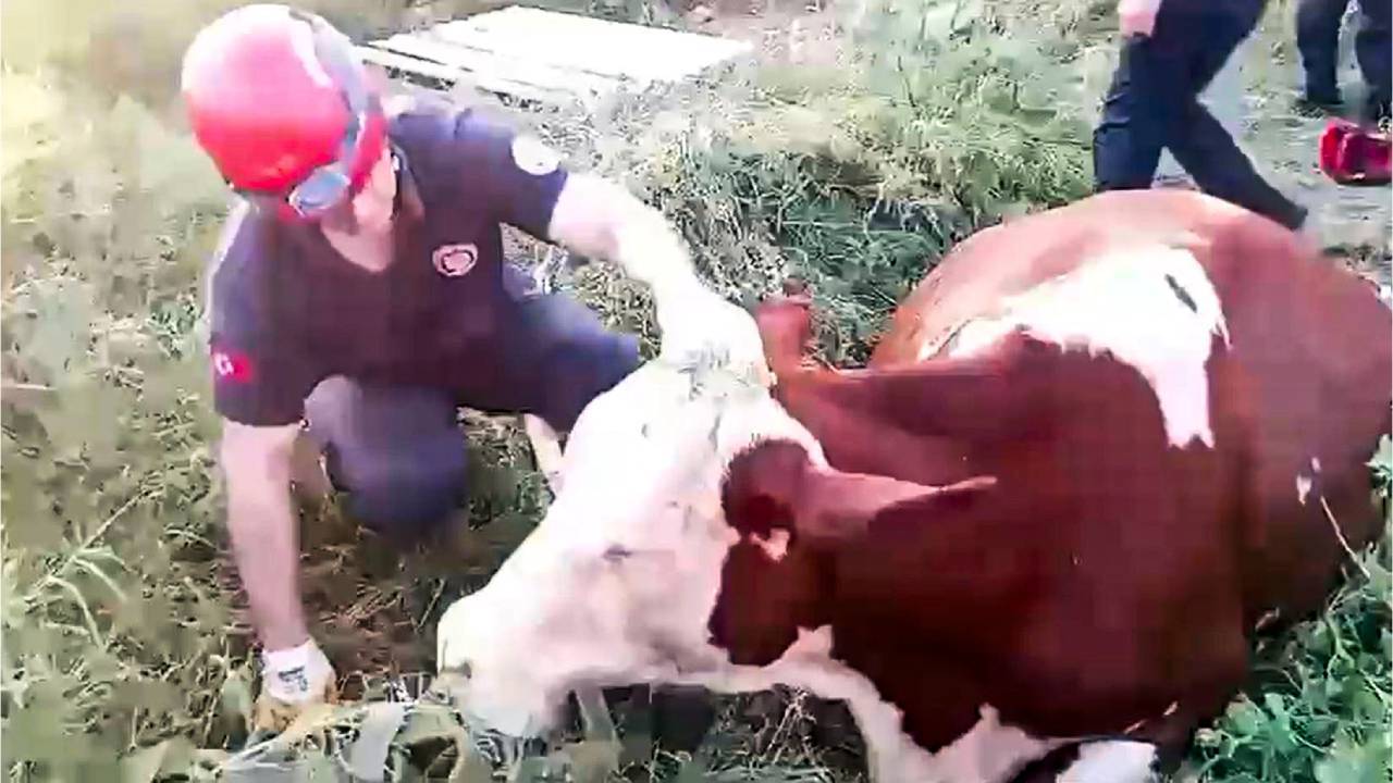 Kuyuya düşen inek itfaiye tarafından kurtarıldı