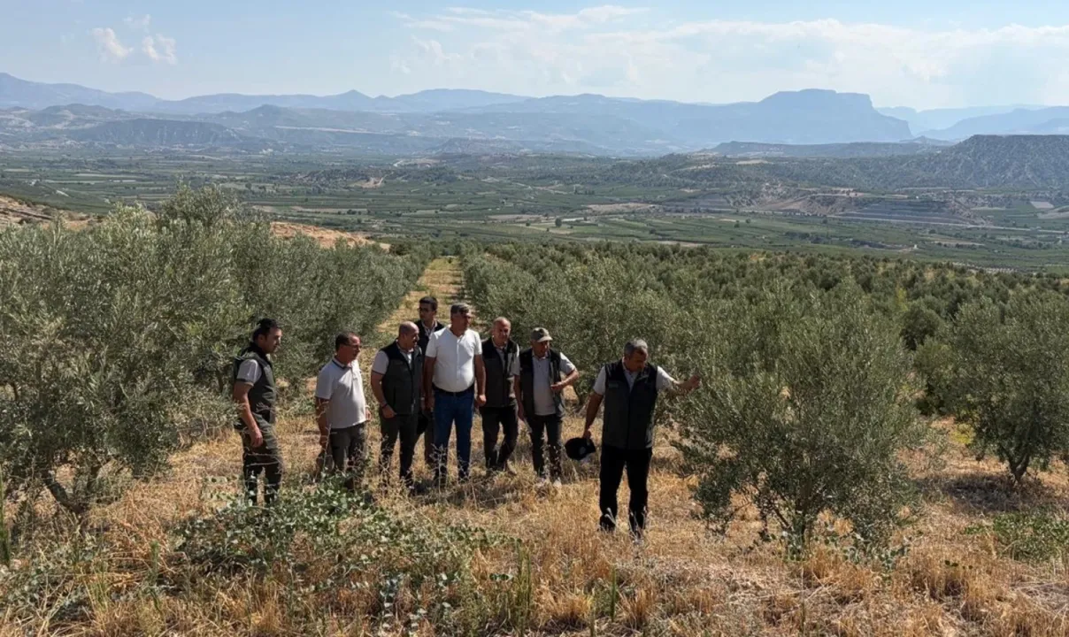 Mut'ta zeytin ağaçlandırması orman köylüsüne gelir kapısı oluyor